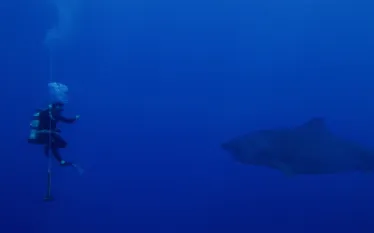 black-coral-movie-scuba-diving-shark_.jpg.webp