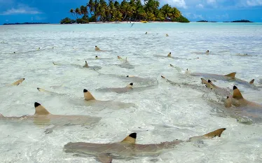 black-tips-tahiti-best-advanced-scuba-diving-pacific-indian-oceans.jpg.webp