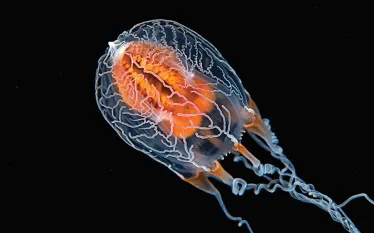black-water-night-scuba-diving-teaser.jpg.webp