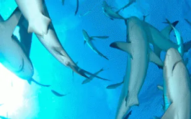 blackbeard-_sharks.gif.webp