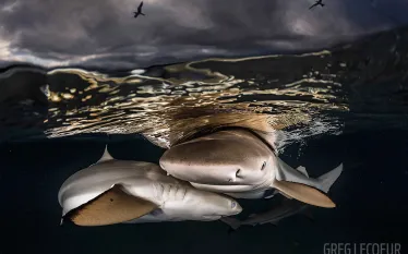 blacktip-sharks-underwater-photo-tahiti.gif.webp