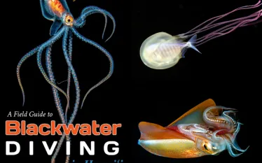 blackwater_diving.png.webp