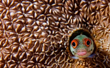 blenny_shutterstock_.jpg.webp