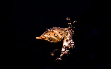 blue_ring_octopus_flying.jpg.webp