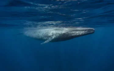 blue_whale_biggest_animal__shutterstock_.jpg.webp