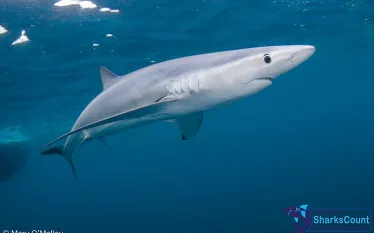 blueshark_maryomalley.jpg.webp