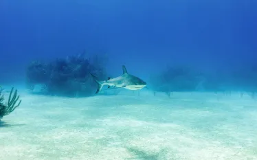 bmot-freeport-diveweek-.jpg.webp