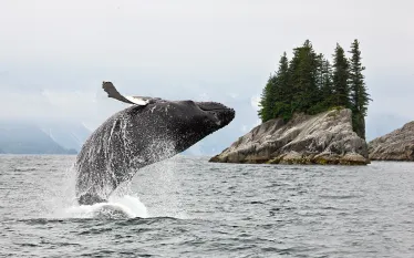 breaching-humpback-alaska-shutterstock-alexey-suloev.png.webp