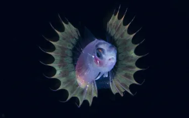 bryce_blackwater_fish.jpg.webp