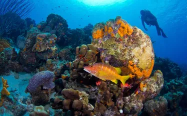 buddys_reef.jpg.webp
