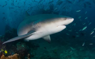 bull-shark-fiji-credit-kim-randall.jpg.webp