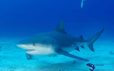 bullshark_maryomalley_.jpg.webp