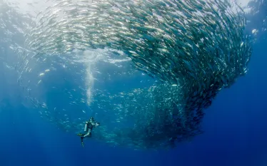 cabo-pulmo-marine-park.jpg.webp
