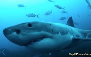 cage-diving-great-white-shark-neptune-islands-australia.jpg.webp
