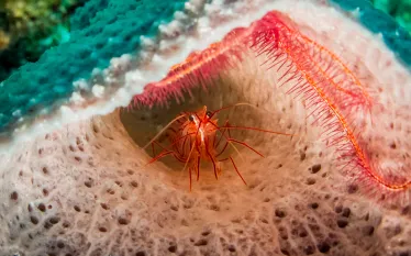 caribbean-sponge-shrimp-shutterstock-leonardo-gonzalez.png.webp