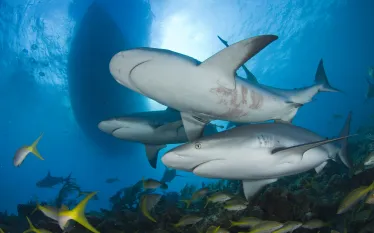 caribbean_reef_shark_.jpg.webp