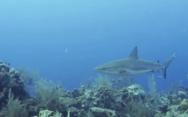 caribbean_reef_shark_belize_andy_zunz_teaser.jpg.webp