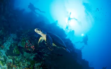 cayman_wall_dive.jpg.webp