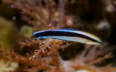 cleaner_wrasse_mirror_test_.png.webp