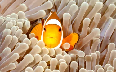 clownfish-anemone-shutterstock-cbpix.jpg.webp