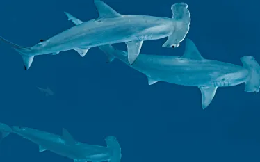 cocos-hammerheads-hero-bruce-shafer.png.webp