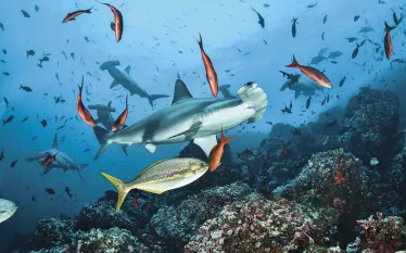 cocos-island-damien-mauric.jpg.webp