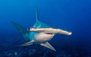 cocoswinddancershark.jpg.webp