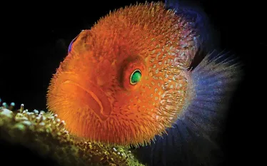 coral-golby.jpg.webp