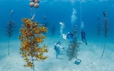 coral-rewsoration-brandon-cole-.jpg.webp