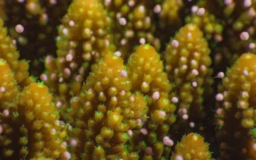 coral-spawning-acropora-queensland-close-up-shutterstock-coral-brunner.jpg.webp