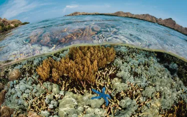 coral-spotter.jpg.webp