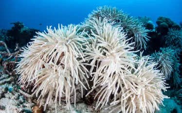 coral_bleaching_shutterstock.jpg.webp