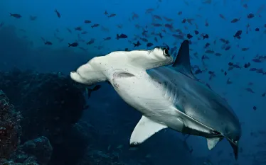 costa-rica-scalloped-hammerhead-shark-scu.jpg.webp