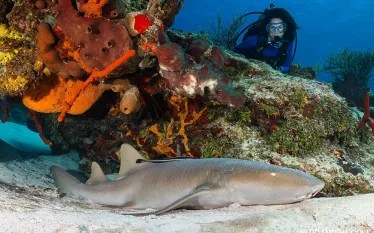 cozumel-photographer-nurse-shark-brandon-cole.jpg.webp