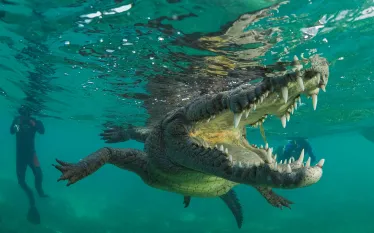 crocodile_jesus_cobaleda_shutterstock__teaser.jpg.webp