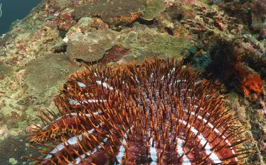 crown_of_thorns_scd_curr_.jpg.webp
