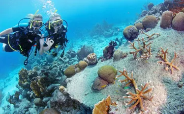 curacao-coral-restoration.jpg.webp