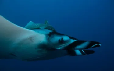 damir-manta-sideview.jpg.webp