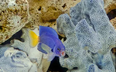 damselfish-shutterstock-roberto-dani.png.webp
