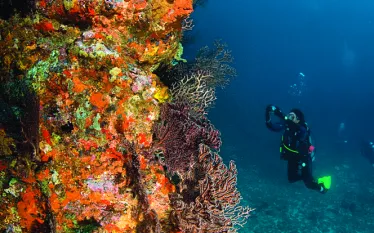 dec-new-caribbean-SCD_NewCarib_.jpg.webp