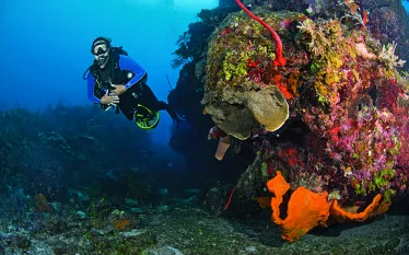 dec-new-caribbean-SCD_NewCarib_.jpg.webp