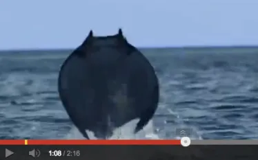 devil-ray-video.jpg.webp