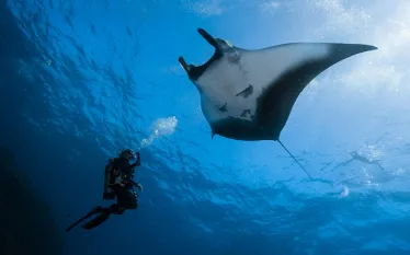 dive-ninja-expeditions-aware-partner-manta-jay-clue-.jpg.webp