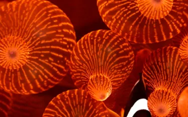 dive-travel-deal-carine_lenting.jpg.webp