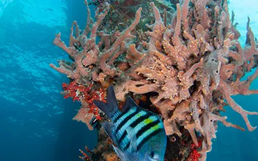 dive-travel-qanda-.jpg.webp