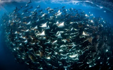 dive_ninja_rca_digital_article_image_x.png.webp