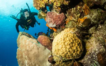 dive_paradise_image.png.webp