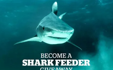 dive_stuart_coves_teaser_contest.jpg.webp