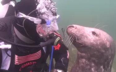 diver-and-seal.png.webp