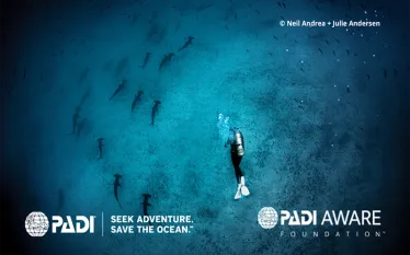 diver-hammerheads-credit-padi.png.webp